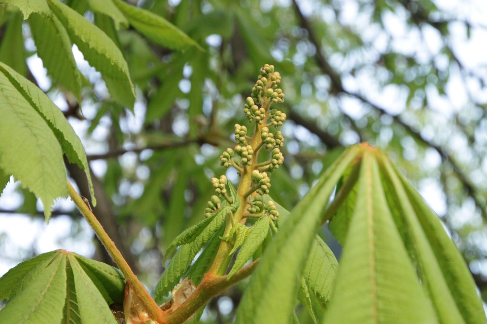 Plant tree flora