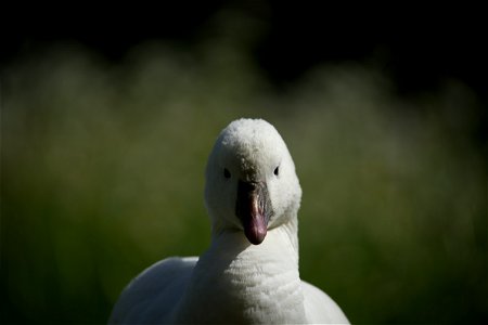 free goose photo