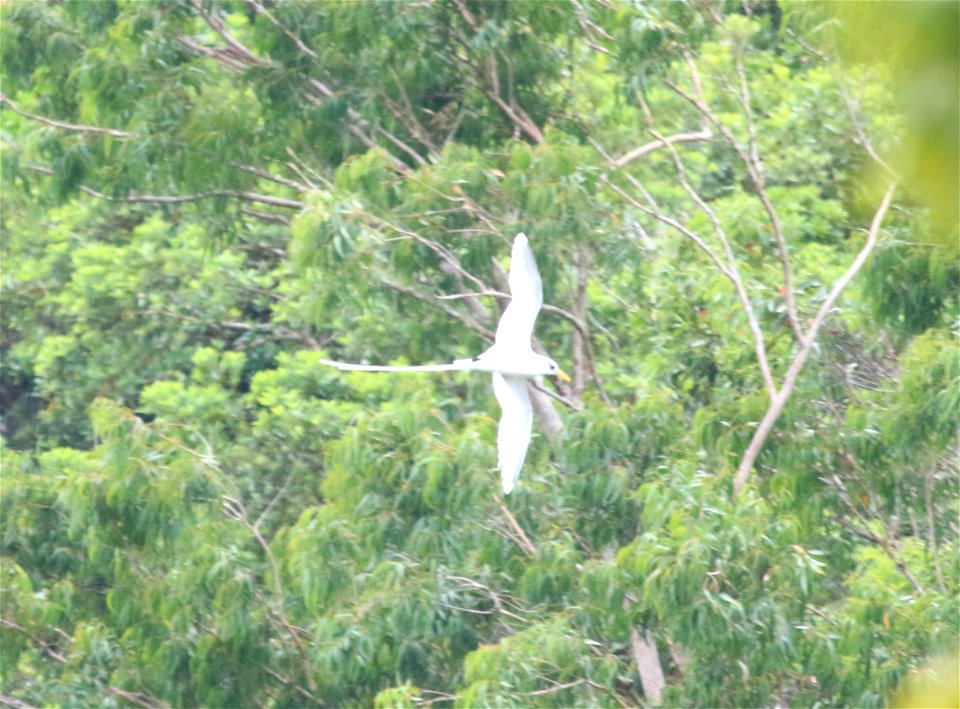 Phaethon lepturus 5