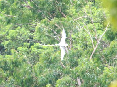 Phaethon lepturus 5