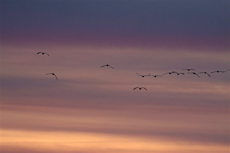 Sandhill Cranes at Sunset Huron Wetland Management District South Dakota