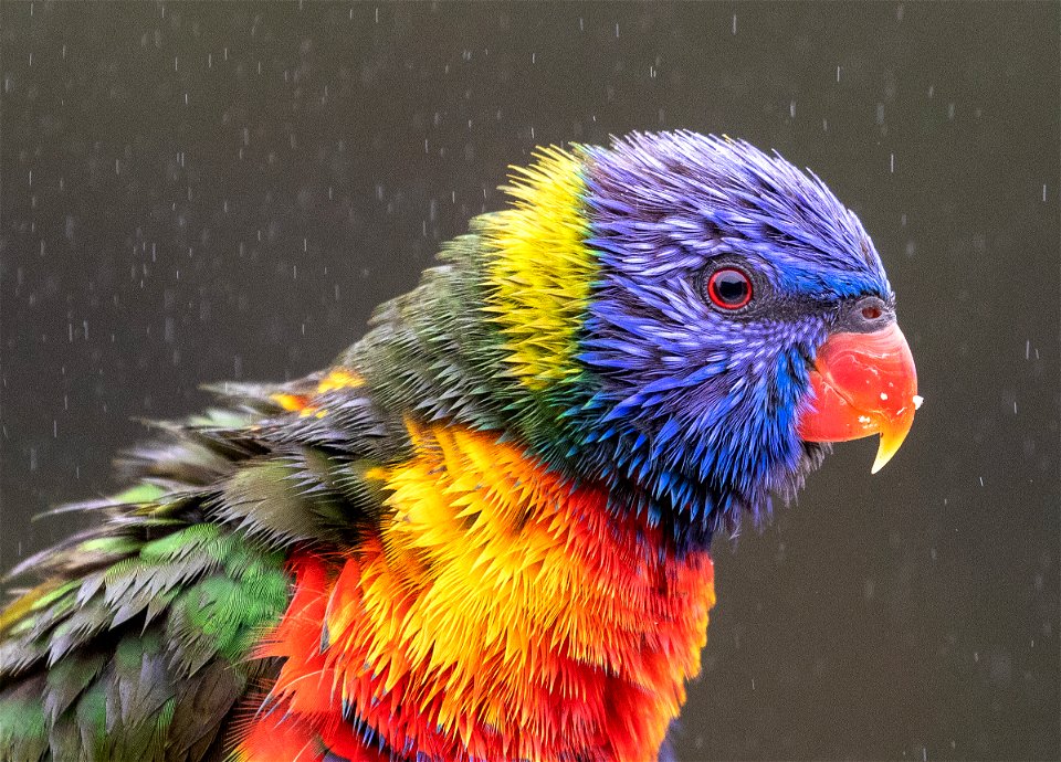 Rainbow lorikeet in the rain