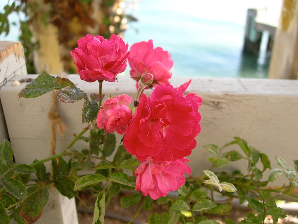Rose - Rosa Dorthy Perkins
