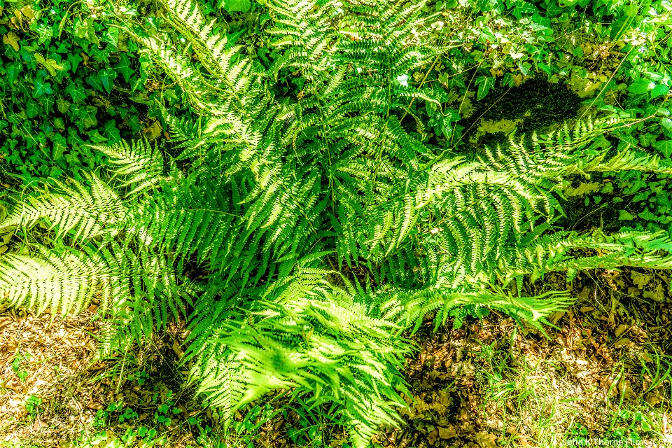 Ferns of Boxley Abbey. The ruins of the church, water garden.