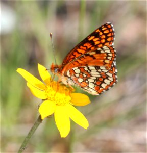 CHECKERSPOT, NORTHERN (Chlosyne palla) (6-1-2021) low divide road, del norte co, ca -02