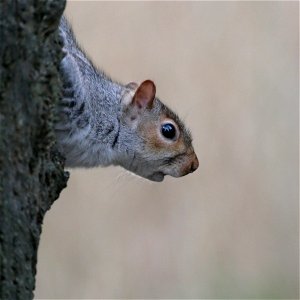 Another Square Squirrel