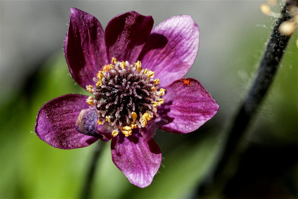 Anemone multifida