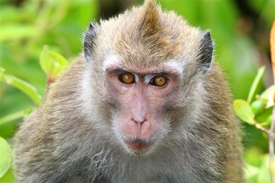 Macaca fascicularis 4