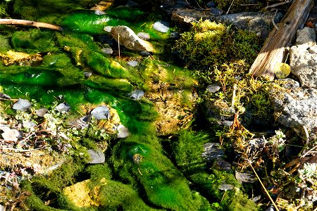 Moss and rocks in the creek along Limekiln Trail. photo