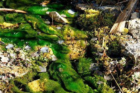 Moss and rocks in the creek along Limekiln Trail.