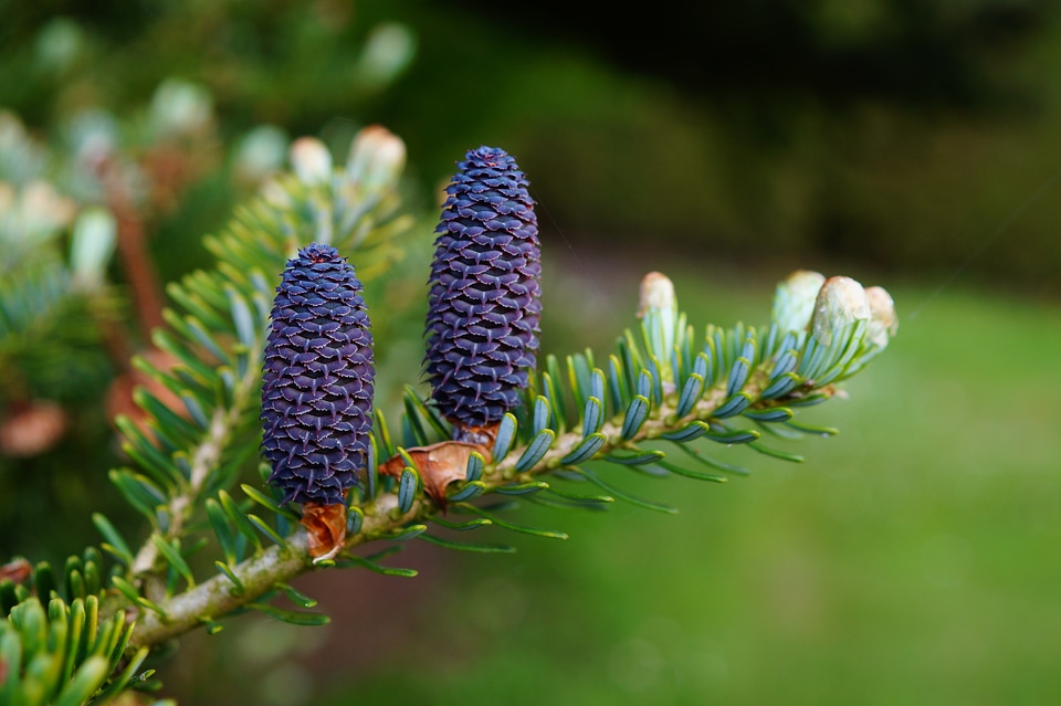 Needles tap blue immergrüner tree