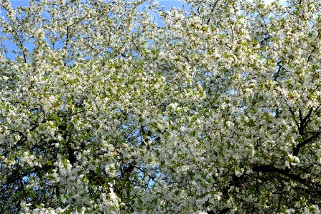 Spring ,April 2023