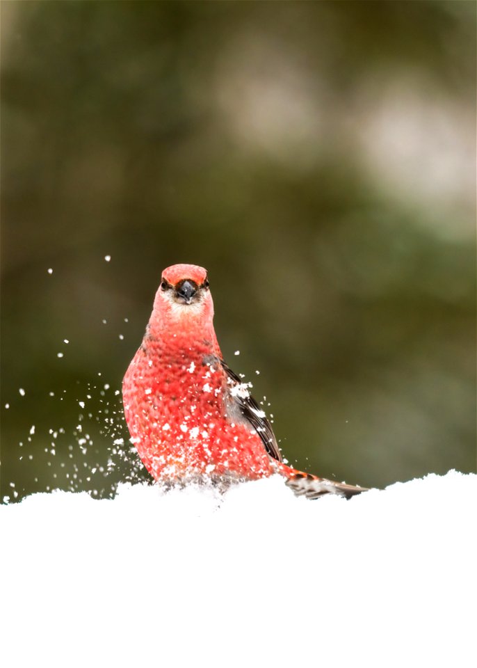 Pine grosbeak