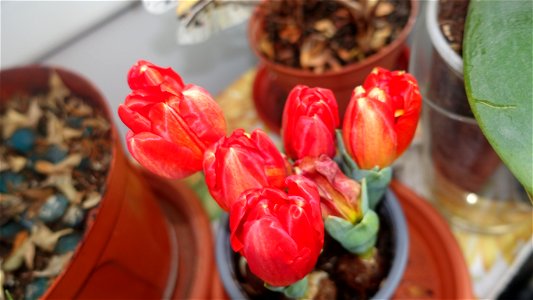 tulips_lalele-2023_0222_101155