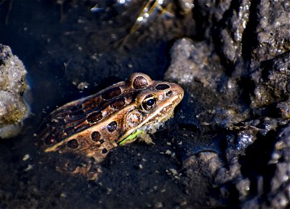 Leopard Frog Lake Andes Wetland Management District South Dakota