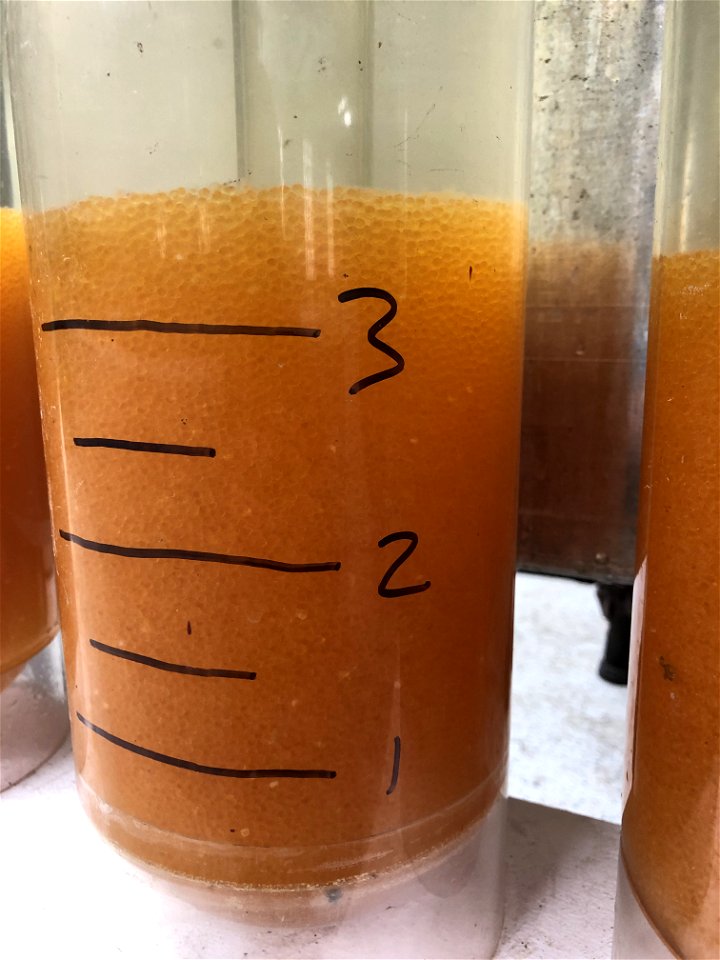 Northern Pike Eggs