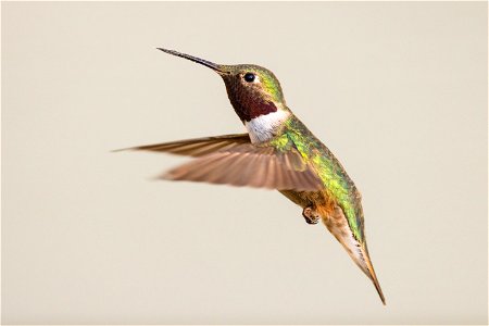 Broad-tailed hummingbird (Selasphorus platycercus) in flight (2) photo