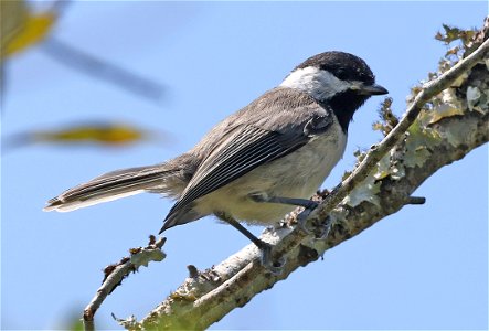 671 - CAROLINA CHICKADEE (05-16-2023) juvenile, carolina beach state park, new hanover co, nc (3)