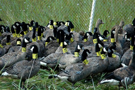 Holding pen full of collared cackling geese