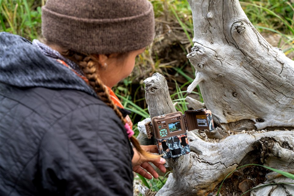 Coastal Wolf Monitoring Project 2021