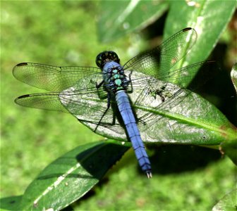 PONDHAWK, EASTERN (Erythemis simpliciollis) (05-10-2023) albermarle, stanly co, nc -00a male