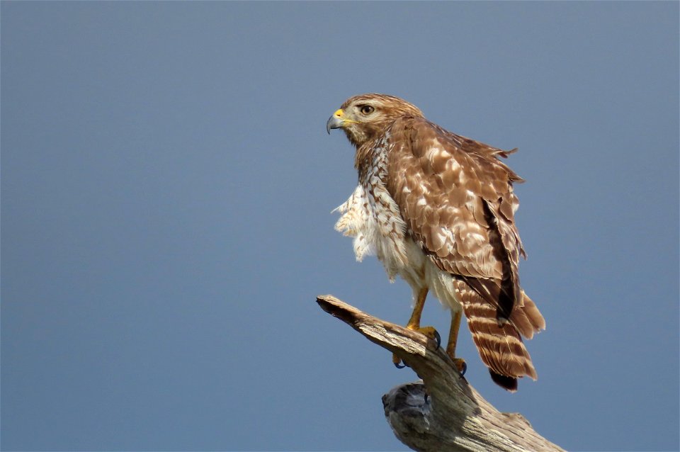 Red-shouldered Hawk