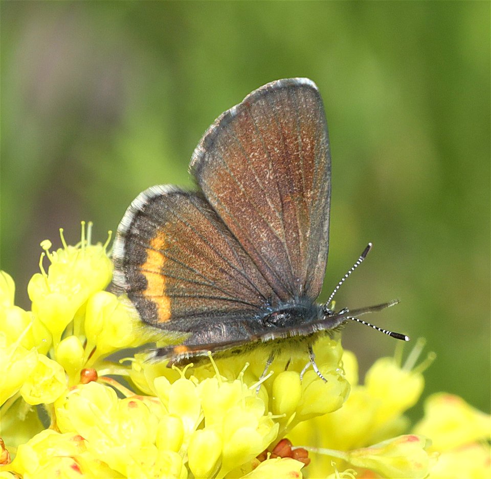BLUE, GLAUCON (Euphilotes glaucon) (07-03-2022) west boundary rd, aka rte104, klamath co, or -08