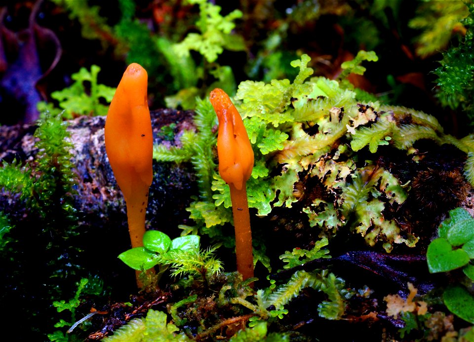 Orange Earthtongue (Microglossum rufum)