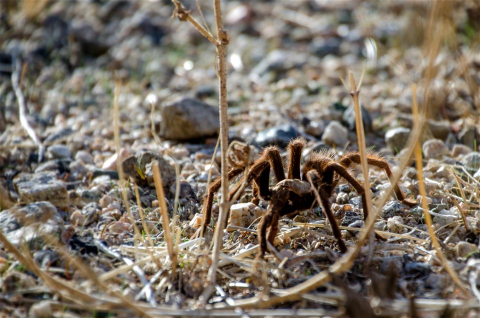 Desert tarantula (Aphonopelma iodium)