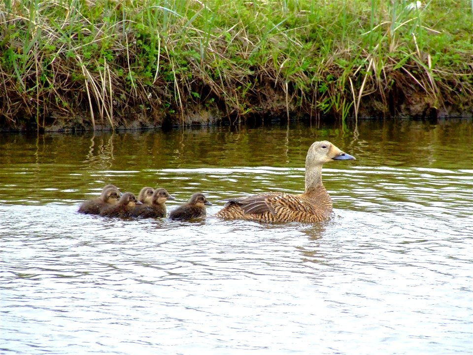 Spectacled eider with brood