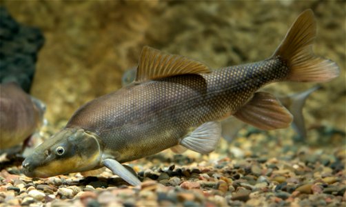 Razorback Sucker (Xyrauchen texanus)