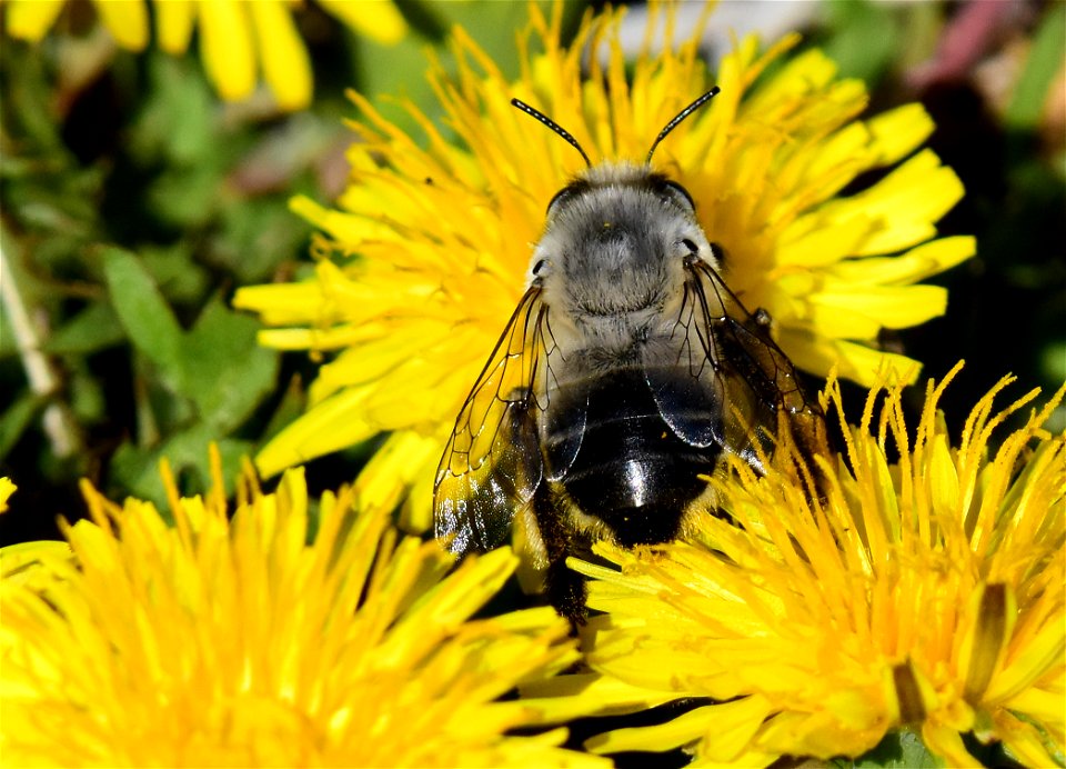 Digger bee at Seedskadee National Wildlife Refuge