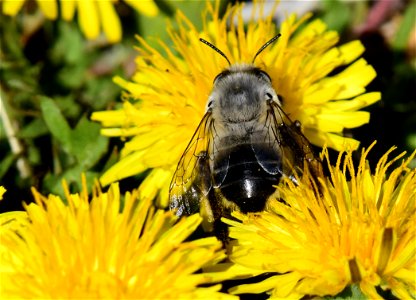 Digger bee at Seedskadee National Wildlife Refuge