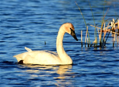 Trumpeter swan at Seedskadee National Wildlife Refuge
