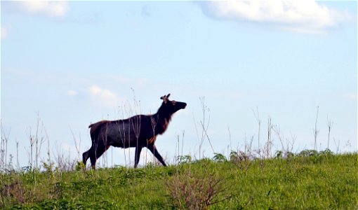 Elk at Neal Smith National Wildlife Refuge photo