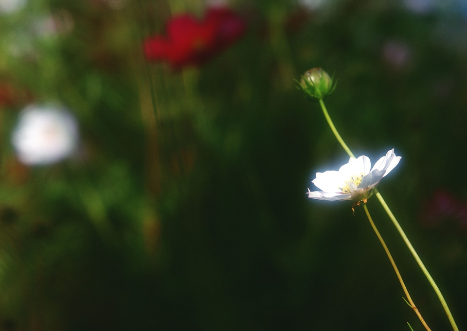 Cosmos flower in the garden