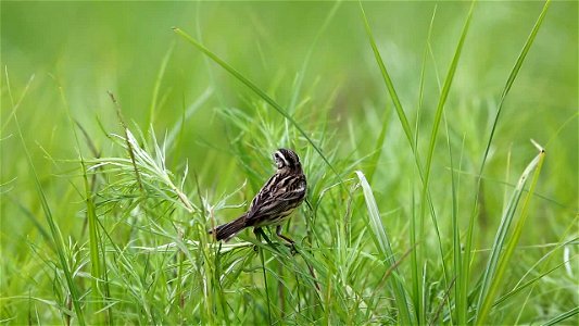 SSYT7827-Yellow-breasted Bunting