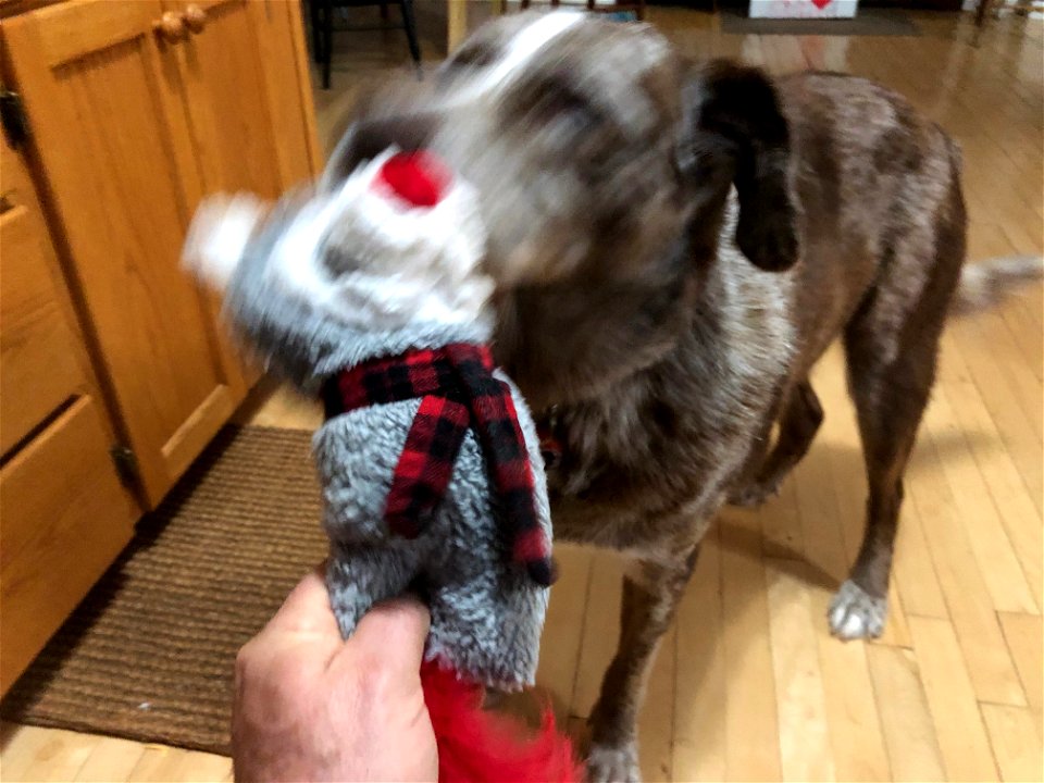 The Blur of New Toy Joy