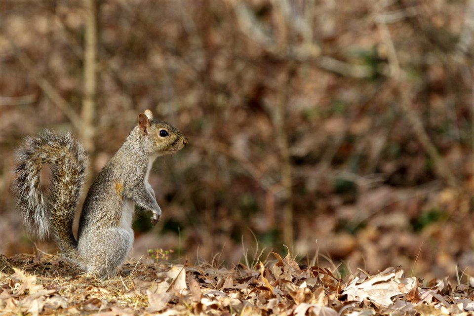 Eastern Gray Squirrel in the Forest photo