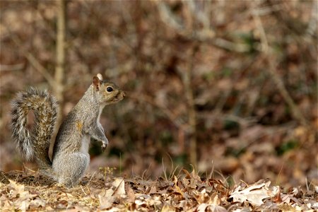 Eastern Gray Squirrel in the Forest photo