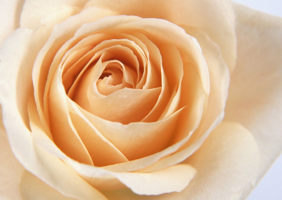 Close up of a yellow rose as background