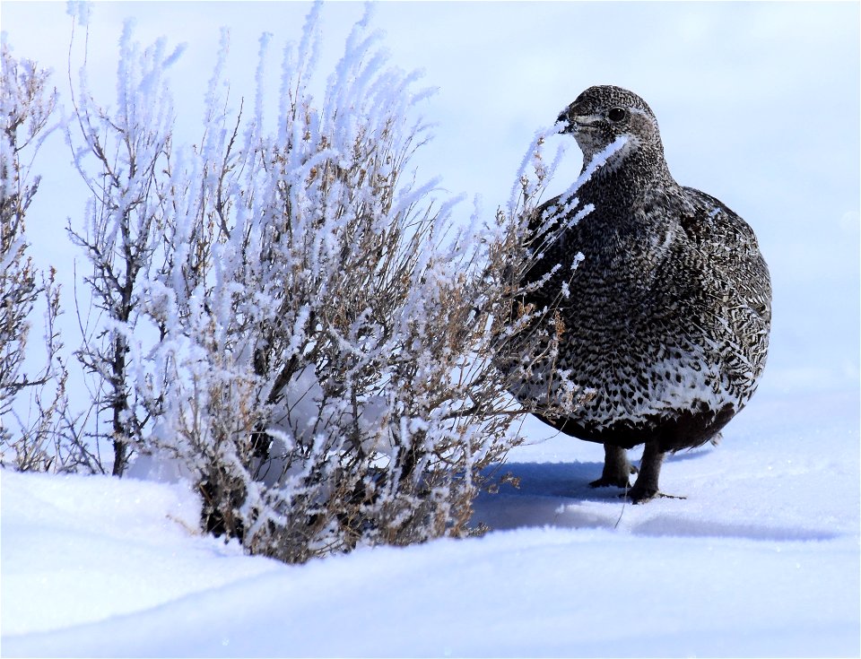 Greater sage-grouse on Seedskadee National Wildlife Refuge