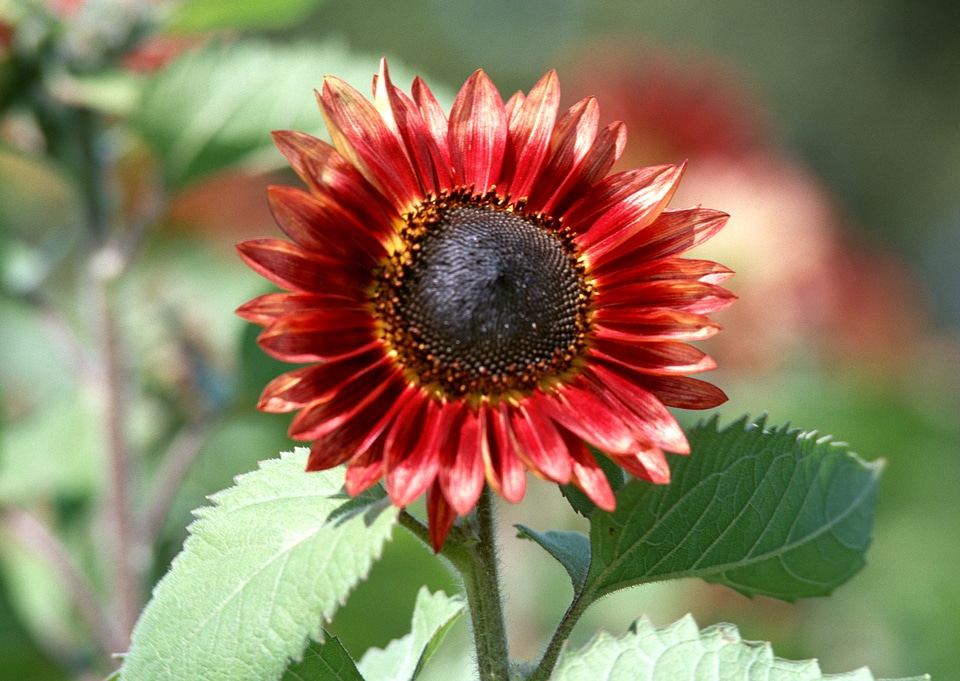 Close up to red sunflower
