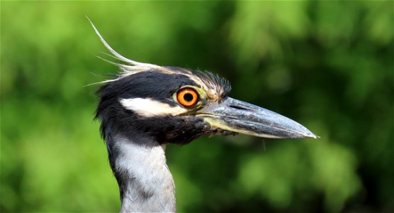 Yellow-crowned Night-Heron