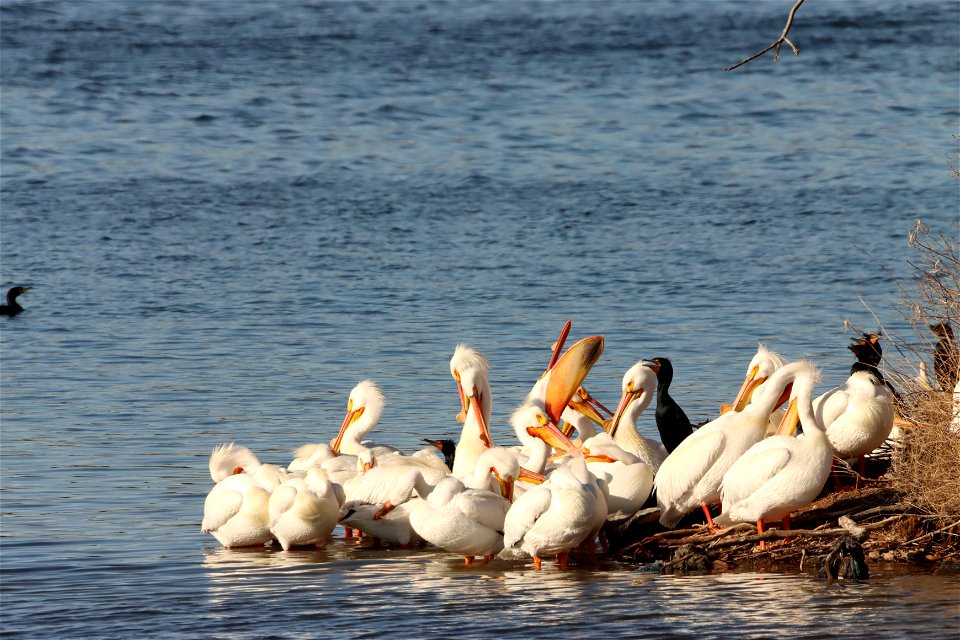 American White Pelican and Double-Crested Cormorants Lake Andes Wetland Management District photo