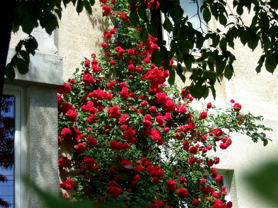 trandaf2009_0524_104737