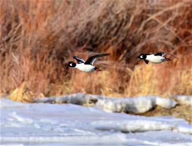 Common goldeneye at Seedskadee National Wildlife Refuge photo