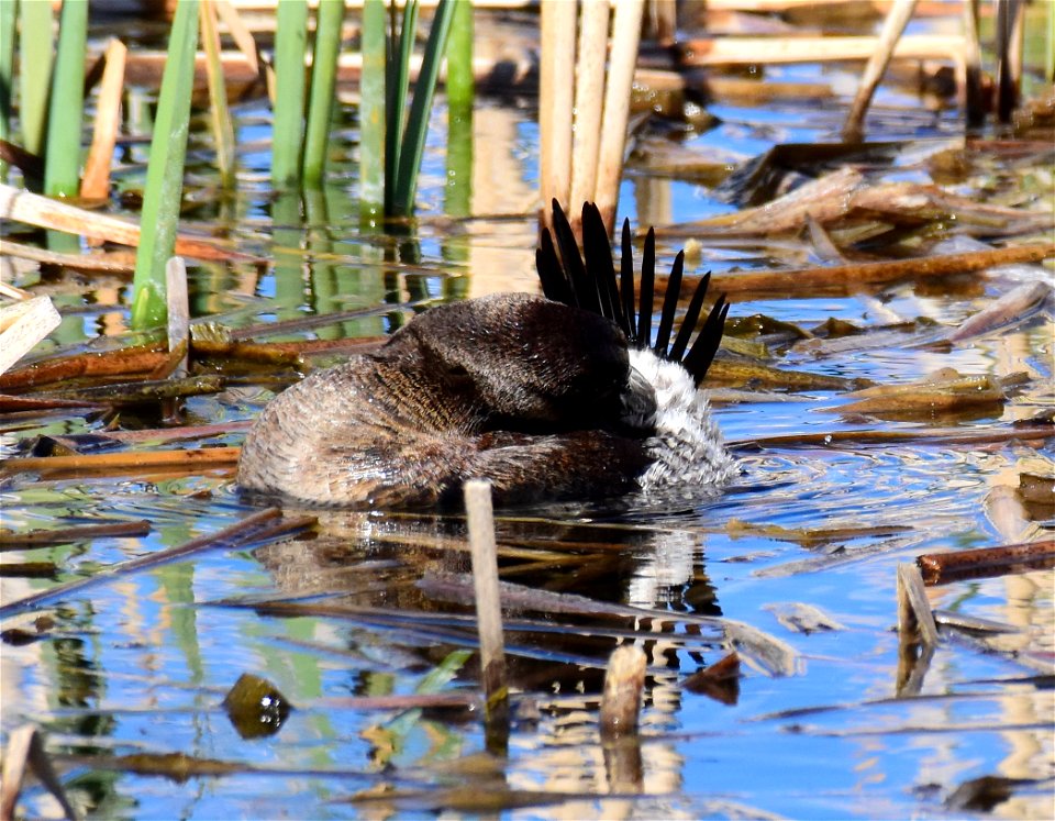 Ruddy duck at Seedskadee National Wildlife Refuge