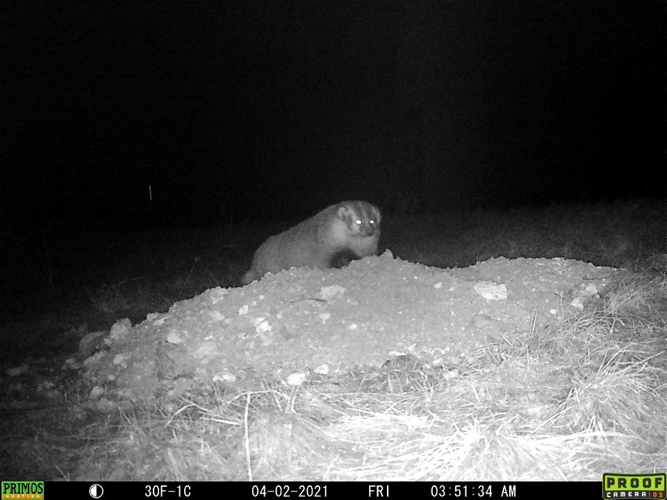Badger game camera