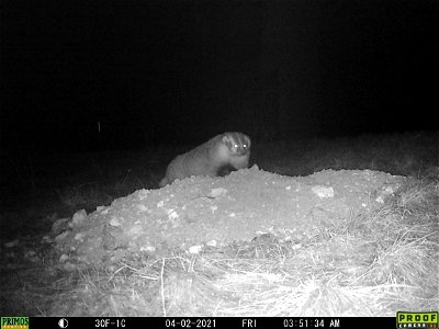 Badger game camera